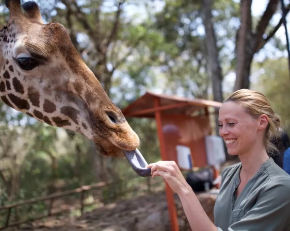 Erleben Sie die Giraffen im Giraffe Center