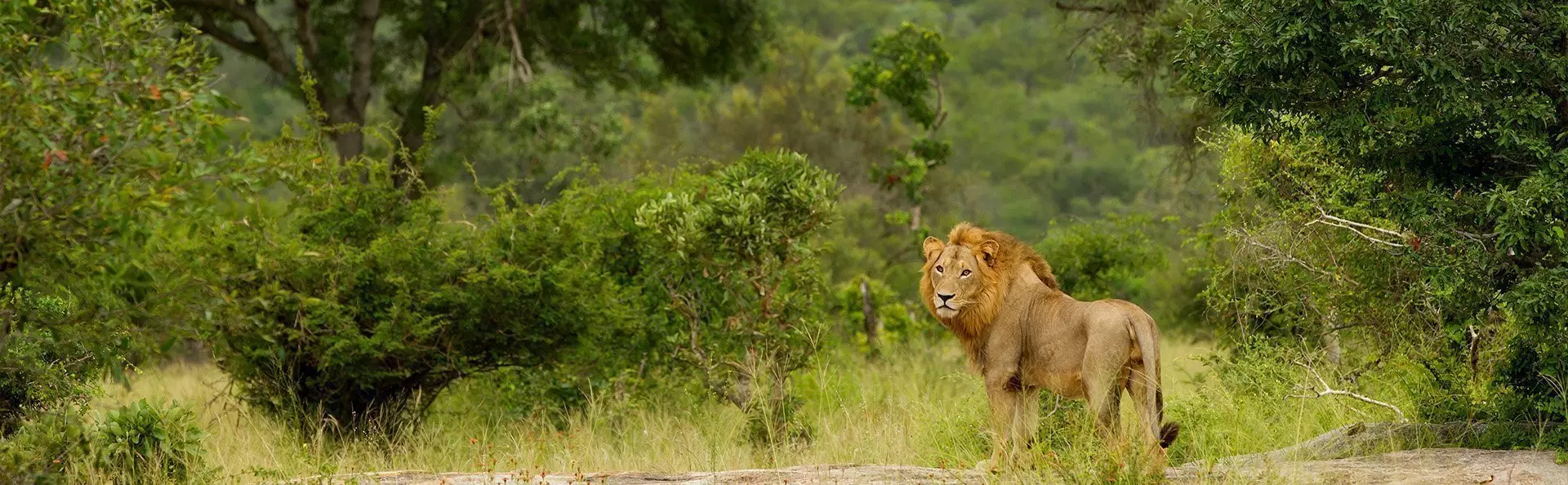 Der Löwe schaut in die Kamera