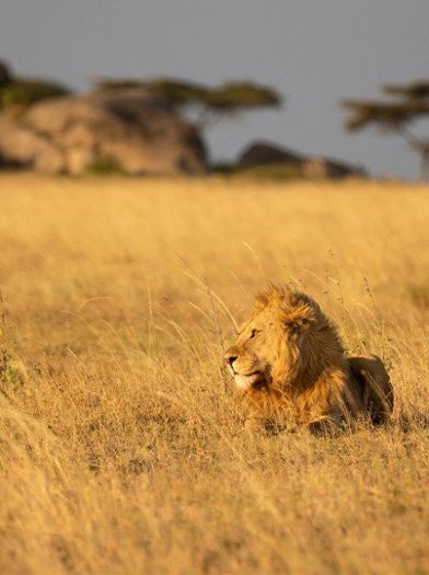 von sansibar nach tansania safari