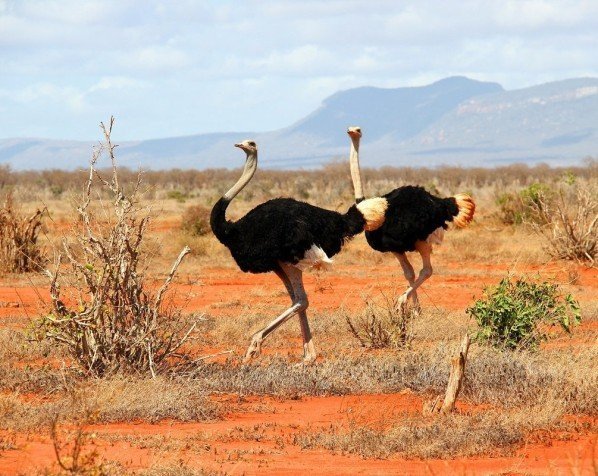 Strauße im Tsavo East-Nationalpark