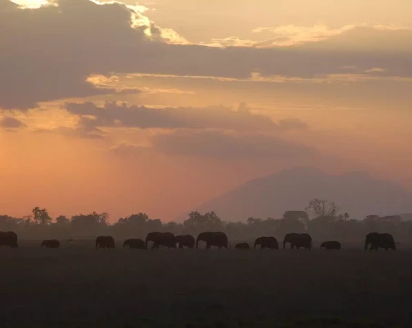 Elefanten im Amboseli-Nationalpark mit dem Kilimandscharo im Hintergrund