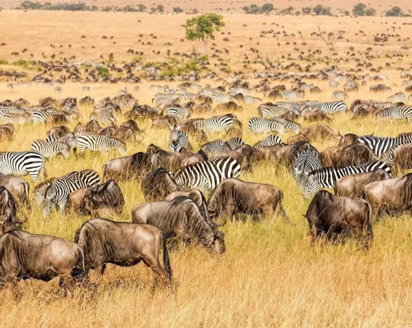 Gnu- und Zebrawanderung in der Masai Mara
