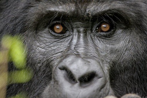 Gorilla im Bwindi-Regenwald