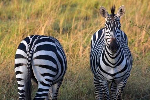 Zwei Zebra-Freunde im Lake-Mburo-Nationalpark
