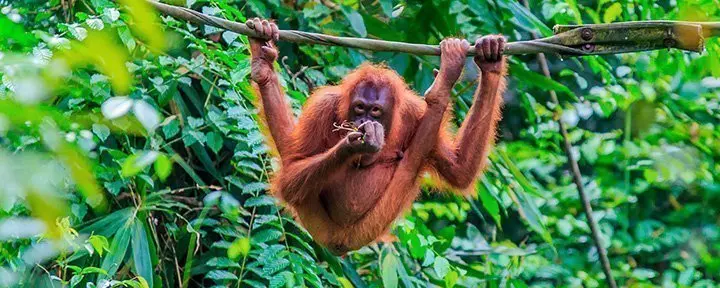 Orang-Utan in den Bäumen der Insel Sumatra