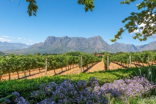 Die Weingärten stehen im Weingebiet in Reih und Glied