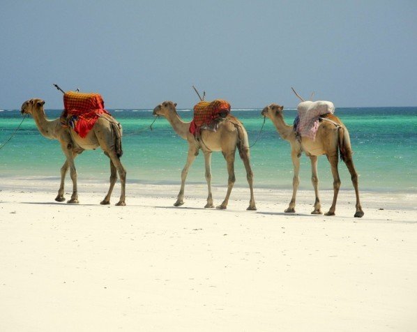 Dromedars am Strand von Mombasa