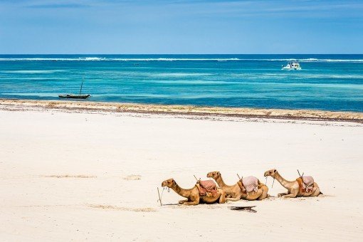 Dromedare am Strand von Mombasa