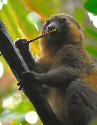 Bambuslemur im Ranomafana-Nationalpark in Madagaskar