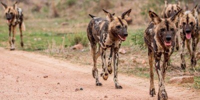Wildhunde im Krüger-Nationalpark