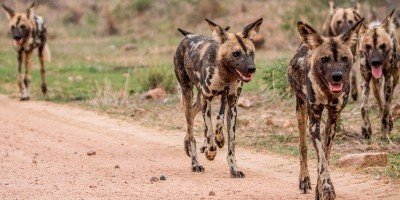 Wildhunde im Krüger-Nationalpark