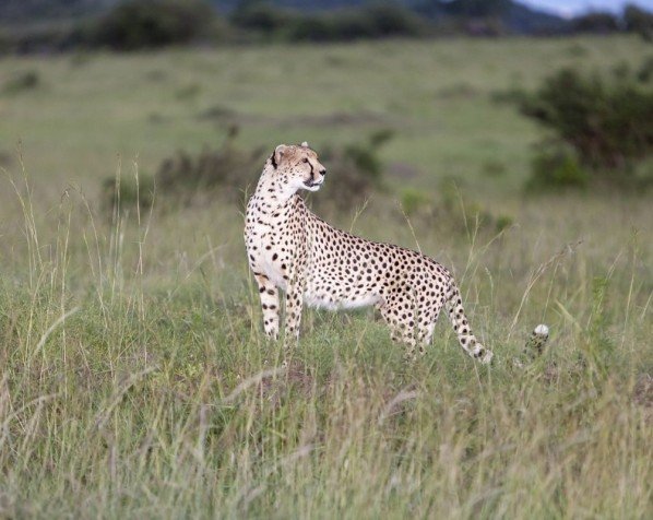 Gepard im Ngorongoro-Krater