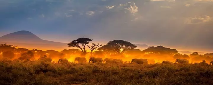 Elefanten schreiten in der Masai Mara gemeinsam in den Sonnenuntergang