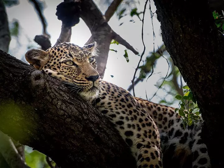 Ein Leopard schläft in einem Baum im Kapama Private Game Reserve in Südafrika