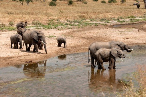 Elefanten im Tarangire-Nationalpark