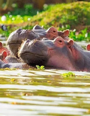 Zwei Flusspferde in einem See