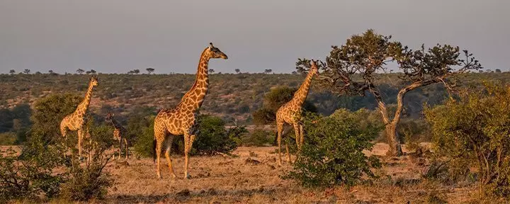 Giraffen im Kruger-Nationalpark in Südafrika