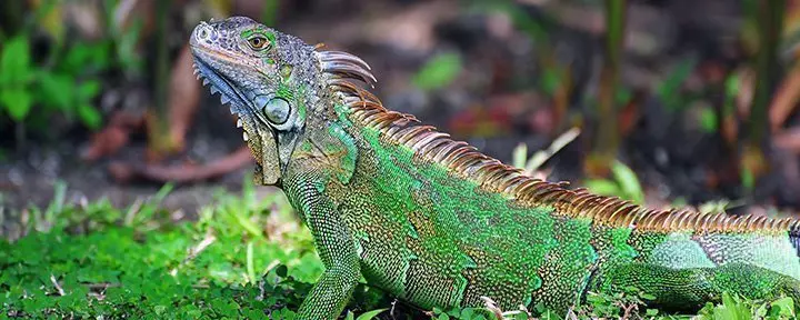 Großer grüner Leguan in Costa Rica